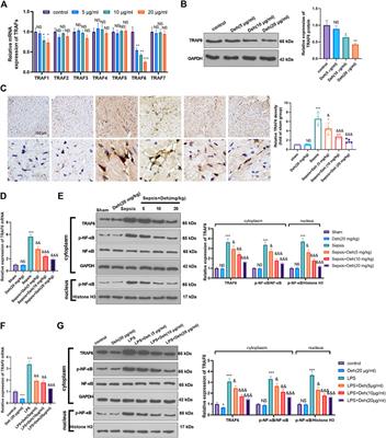 Dehydrocorydaline Protects Against Sepsis-Induced Myocardial Injury Through Modulating the TRAF6/NF-κB Pathway